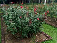 -人民公园(罗湖区)