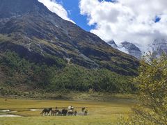 -稻城亚丁景区-冲古草甸