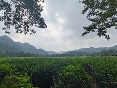 -中国茶叶博物馆(双峰馆区)