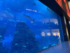 -迪拜水族馆及水下动物园