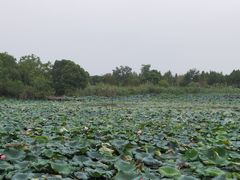 -下渚湖国家湿地公园科普馆