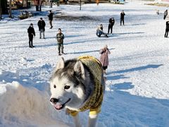 -宠乐会宠物乐园