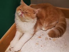 -飞行喵MR PILOT|猫舍·猫咖(静安大融城店)