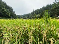 -韶山毛泽东同志故居