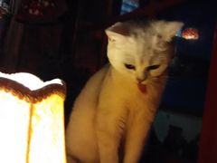 -壹六猫窝(谷德店)