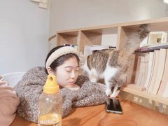 -Cappucimeow猫咪咖啡馆(韦伯时代店)