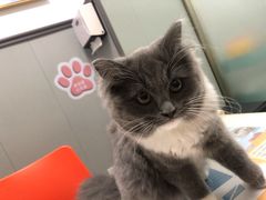 -伟伟宠物医院·瑞派猫友好医院·猫科(光谷店)