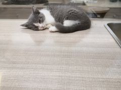 -飞行喵MR PILOT|猫舍·猫咖(静安大融城店)