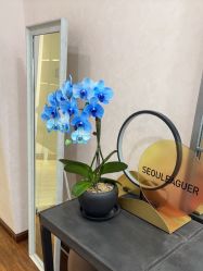 -上海首尔丽格医疗美容医院