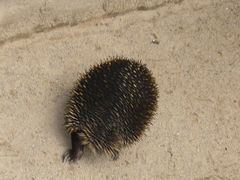 -费瑟代尔野生动物园