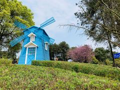 -铁山坪森林公园