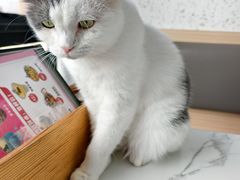 -喵园·猫主题咖啡厅·撸猫·猫咖(国贸店)