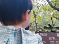 -都江堰中华大熊猫苑