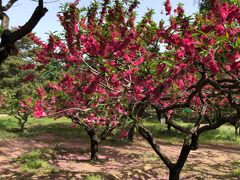 -国家植物园南园