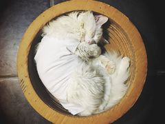 -美联众合爱康动物医院•复杂内科•肿瘤科•牙科•腔镜诊疗中心