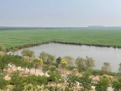 -南大港湿地风景区