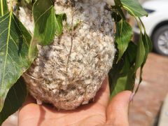 -鹤乡东北菜(崮山路店)