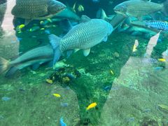 -珠海长隆海洋王国