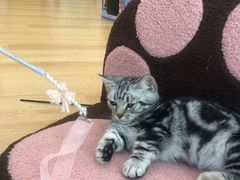 -猫咪派对(江南西店)