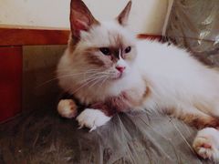 -猫色咖啡·猫咖