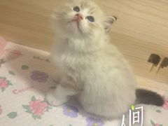 -珠海悠米米努特矮脚猫舍