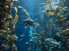 -瑞普利水族馆