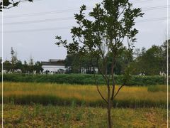 -桤木河湿地公园