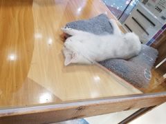 -龟与熊猫宠物公园(南坪店)