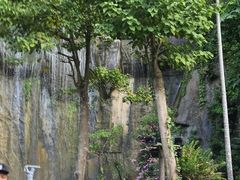 -西双版纳原始森林公园