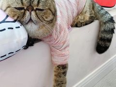 -李小姐の猫咖啡馆(五角场店)