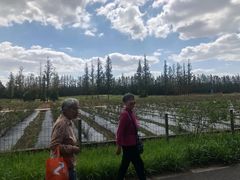 -上海长兴岛郊野公园