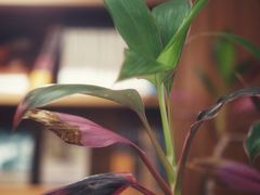 -二酉书店TOYOU BOOKS