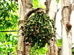 -北京植物园-展览温室