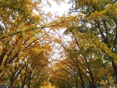 -三里屯东五街银杏大道