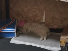 -沐沐家宠物(成寿寺店)