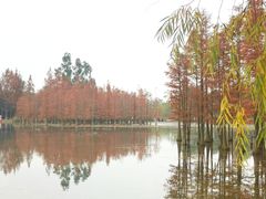 -白鹭湾湿地公园