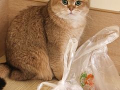 -滚猫咖啡·猫咖·猫友好撸猫(未来城店)