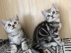 -喵zoo家庭繁育猫舍(尖东智能花园店)