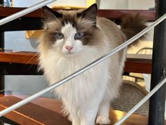 -豆逗聊愈猫阁Easy Life
