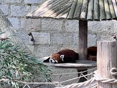 -上海野生动物园