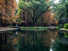 -上海共青森林公园