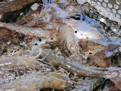 -77号渔船·蒸海鲜青岛菜(积米崖店)