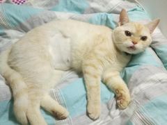 -关爱宠物医院·猫科中心·消化科(滨湖万达分院)