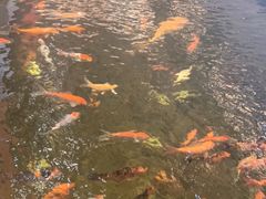 -龙悦湾酒家·八阵鱼生·渔人码头店