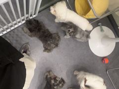 -有喵·猫咖·狗咖·30几只猫10只小狗(岗厦店)
