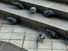 -新世界百货(明洞总店)