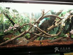 android_upload_pic-吉隆坡雀鸟公园