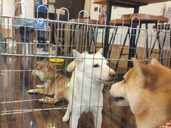 -豆柴町-柴犬主题狗咖(红鼎国际C座店)