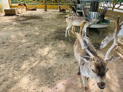 -鄂尔多斯野生动物园