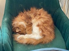 -平行世界·猫咖(首经贸店)